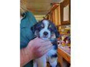 Miniature Australian Shepherd Puppy for sale in Monmouth, OR, USA