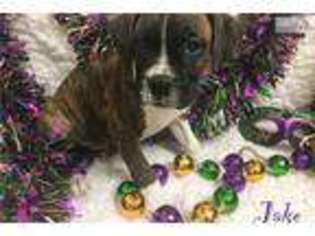 Boxer Puppy for sale in Hattiesburg, MS, USA