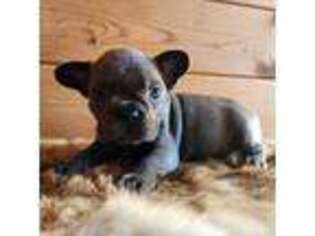 French Bulldog Puppy for sale in Eaton, CO, USA