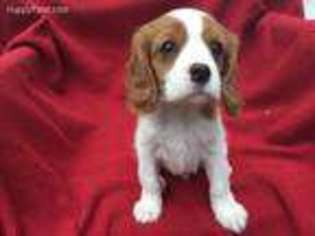 Cavalier King Charles Spaniel Puppy for sale in Wausau, WI, USA