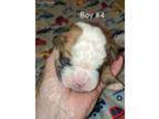 Olde English Bulldogge Puppy for sale in Iron Belt, WI, USA