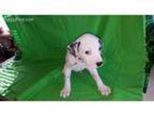 Dalmatian Puppy for sale in Rudy, AR, USA