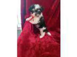 Maltese Puppy for sale in Fort Lauderdale, FL, USA