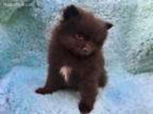 Pomeranian Puppy for sale in Gig Harbor, WA, USA