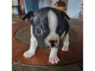 Boston Terrier Puppy for sale in Wellington, CO, USA