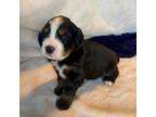 Bernese Mountain Dog Puppy for sale in Lehi, UT, USA