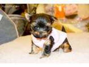 Yorkshire Terrier Puppy for sale in Honolulu, HI, USA