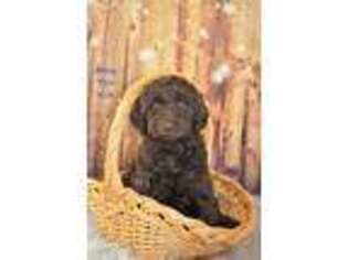 Labradoodle Puppy for sale in Fuquay Varina, NC, USA