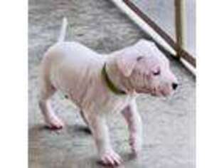 Dogo Argentino Puppy for sale in Shepherd, TX, USA