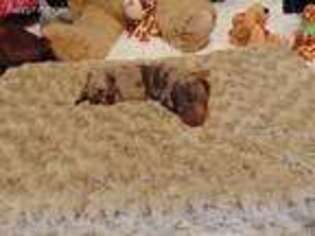 Dachshund Puppy for sale in Jefferson City, MO, USA