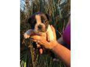 Boston Terrier Puppy for sale in Magnolia, TX, USA