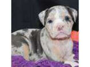 Olde English Bulldogge Puppy for sale in Dorset, OH, USA