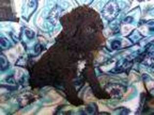 Labradoodle Puppy for sale in Fountain, CO, USA