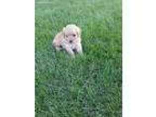 Cavapoo Puppy for sale in Bloomfield, IA, USA