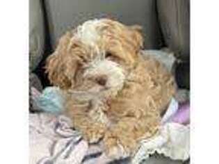 Cavapoo Puppy for sale in Hartford, KY, USA
