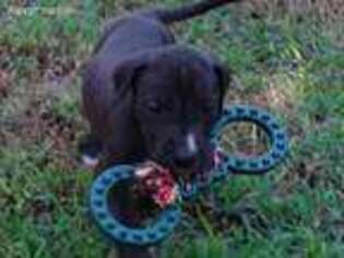 Great Dane Puppy for sale in Choctaw, OK, USA