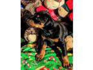 Doberman Pinscher Puppy for sale in Surprise, AZ, USA