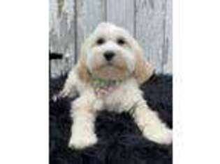 Cavapoo Puppy for sale in Benton, IL, USA