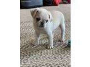 Pug Puppy for sale in Briggsdale, CO, USA