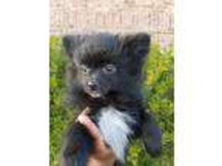 Pomeranian Puppy for sale in Denham Springs, LA, USA