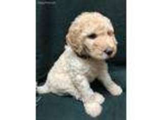 Labradoodle Puppy for sale in Denair, CA, USA