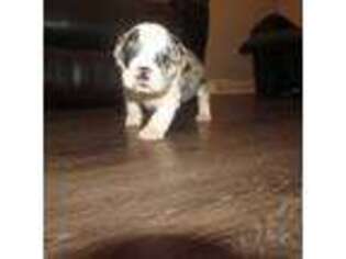 Bulldog Puppy for sale in Calumet City, IL, USA