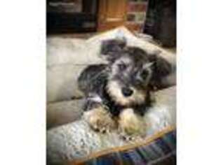 Mutt Puppy for sale in Kenney, IL, USA