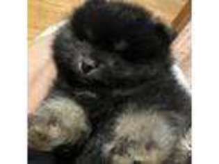 Pomeranian Puppy for sale in Walker, WV, USA