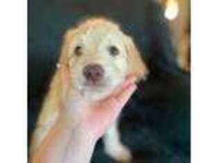 Goldendoodle Puppy for sale in Ponte Vedra, FL, USA