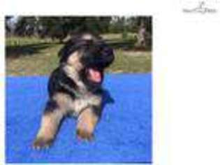 German Shepherd Dog Puppy for sale in Saint Augustine, FL, USA