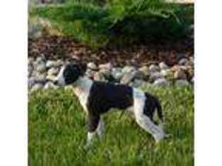 Whippet Puppy for sale in Olney, IL, USA