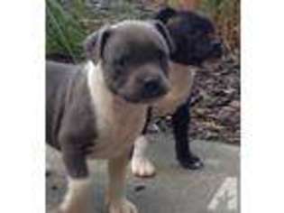 Staffordshire Bull Terrier Puppy for sale in FORESTVILLE, CA, USA