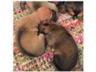 Rhodesian Ridgeback Puppy for sale in Marlow, OK, USA
