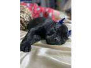 Cane Corso Puppy for sale in Nashville, TN, USA