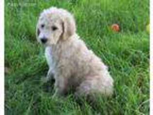 Goldendoodle Puppy for sale in Sioux Falls, SD, USA