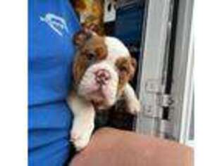 Olde English Bulldogge Puppy for sale in Humble, TX, USA
