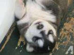 Alaskan Malamute Puppy for sale in MUNFORDVILLE, KY, USA
