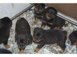 Rottweiler Puppy for sale in PILOT HILL, CA, USA