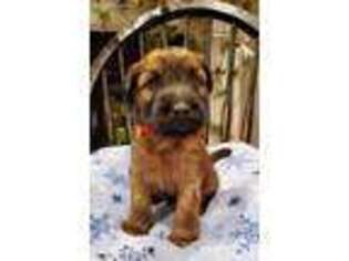 Soft Coated Wheaten Terrier Puppy for sale in Garrison, IA, USA