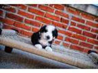 Old English Sheepdog Puppy for sale in Waverly, IA, USA