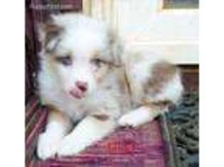 Australian Shepherd Puppy for sale in Union Hall, VA, USA