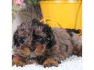 Mutt Puppy for sale in Bristol, IN, USA