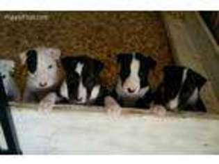 Bull Terrier Puppy for sale in Peoria, AZ, USA