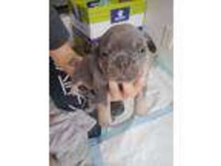 French Bulldog Puppy for sale in Alvarado, TX, USA