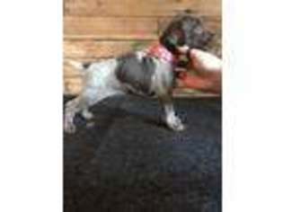 German Shorthaired Pointer Puppy for sale in Kearneysville, WV, USA