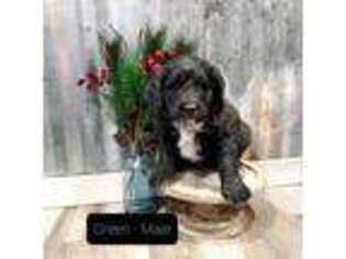 Mutt Puppy for sale in Henefer, UT, USA