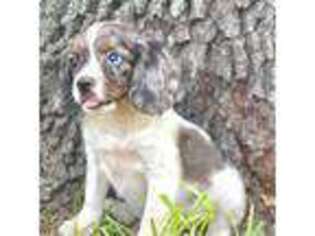 Cavalier King Charles Spaniel Puppy for sale in Orlando, FL, USA