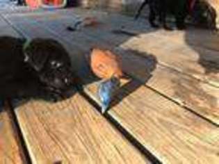 Labrador Retriever Puppy for sale in Perry, OK, USA
