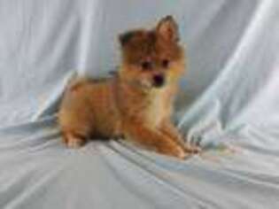 Pomeranian Puppy for sale in Brooksville, KY, USA