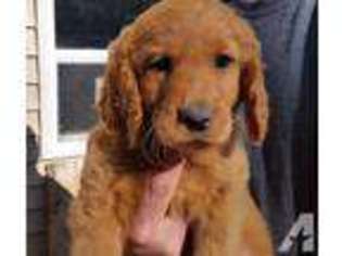 Goldendoodle Puppy for sale in OELWEIN, IA, USA